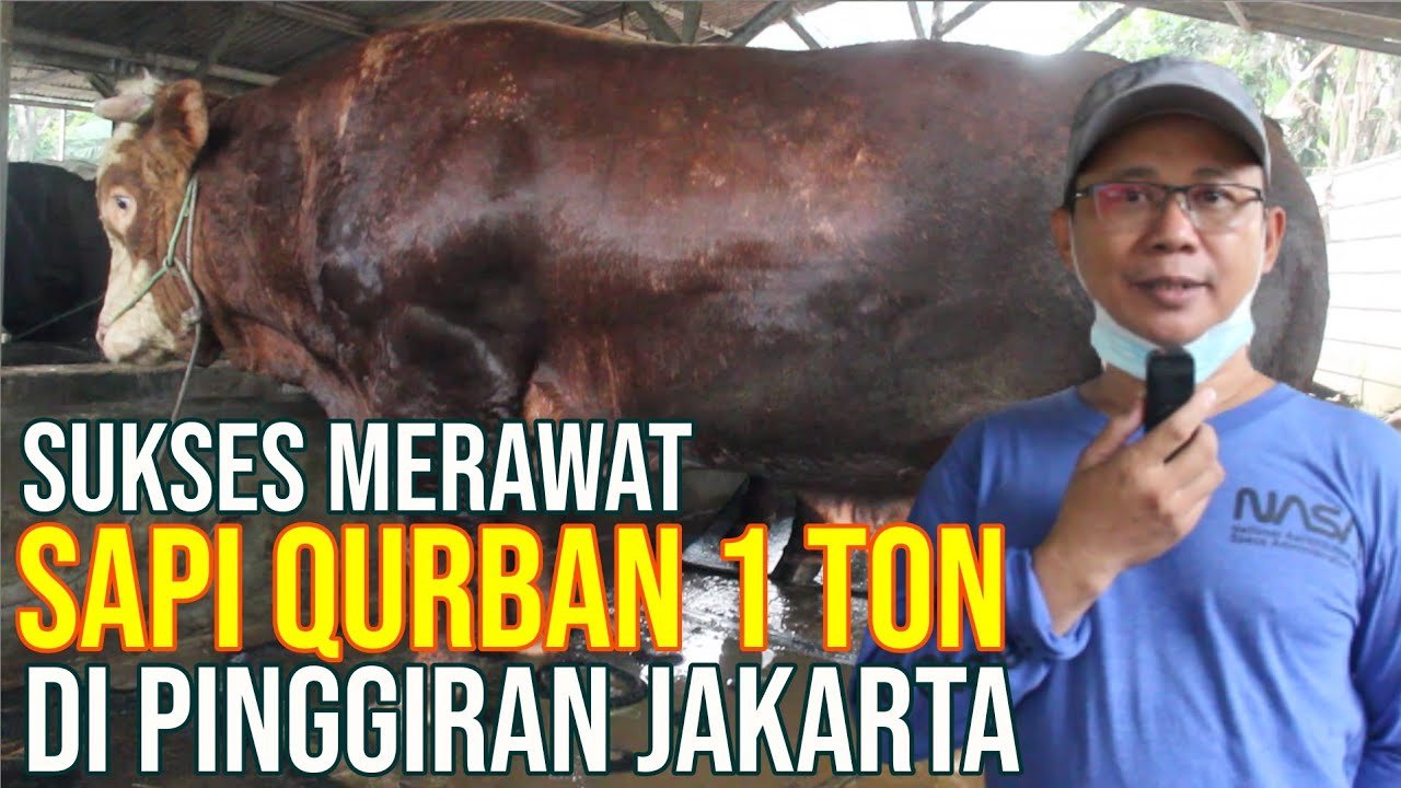 
                                 Sukses-Merawat-Sapi-Kurban-Super-Di-Pinggiran-Jakarta